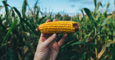 GMOs and Nigeria’s Food Future: New Generation of Agricultural Experts Weigh In