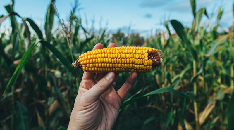 GMOs and Nigeria’s Food Future: New Generation of Agricultural Experts Weigh In