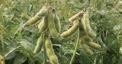Soybean Crop Damage in Madhya Pradesh Linked to 'Biochlor' Herbicide; FIR Filed Against Company and Dealer