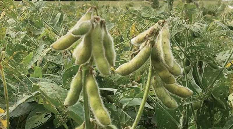Soybean Crop Damage in Madhya Pradesh Linked to 'Biochlor' Herbicide; FIR Filed Against Company and Dealer