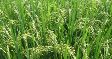 Punjab High Court Grants Stay on Ban of 12 Insecticides for Basmati Paddy
