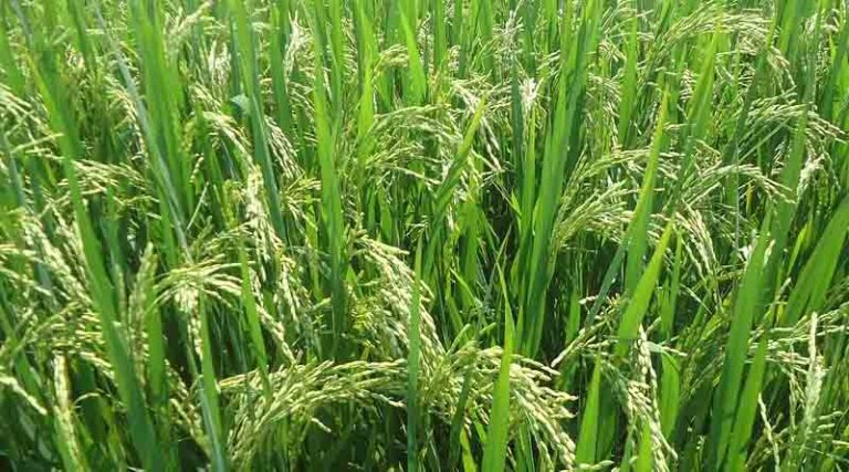Punjab High Court Grants Stay on Ban of 12 Insecticides for Basmati Paddy