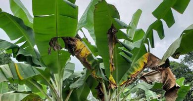 New CABI-led Study Identifies Over 9,000 Pest Species Of Potential Concern Previously Unreported in Uganda