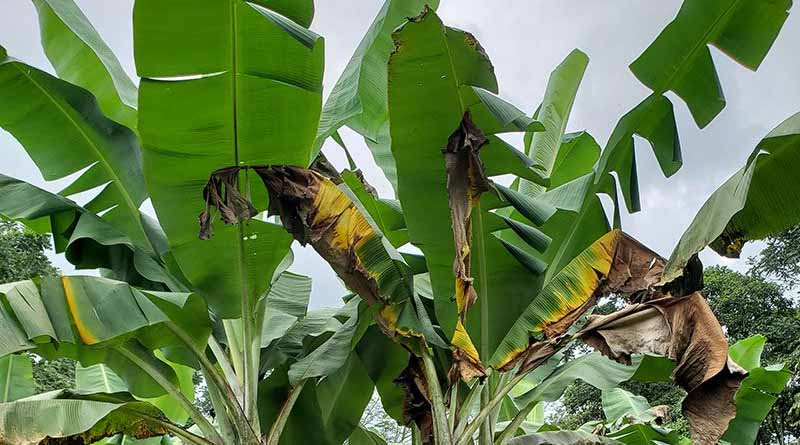 New CABI-led Study Identifies Over 9,000 Pest Species Of Potential Concern Previously Unreported in Uganda