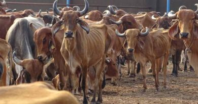 CM Releases Rs. 1.80 Crore Fodder Grant To 19 Gaushalas Of Kurukshetra