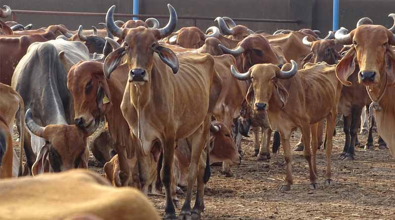 CM Releases Rs. 1.80 Crore Fodder Grant To 19 Gaushalas Of Kurukshetra