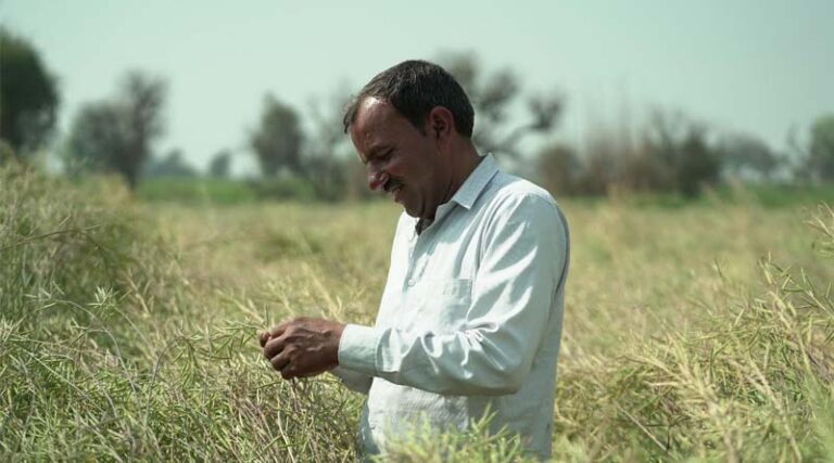 Hybrid Mustard: Honouring a Crop That Powers Rural Prosperity