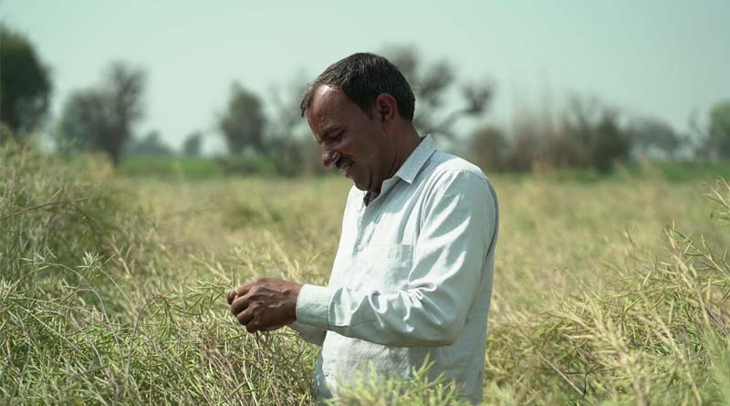 Hybrid Mustard: Honouring a Crop That Powers Rural Prosperity