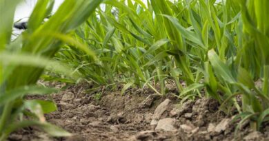 Regenerative Agriculture in Focus at Agritechnica 2025