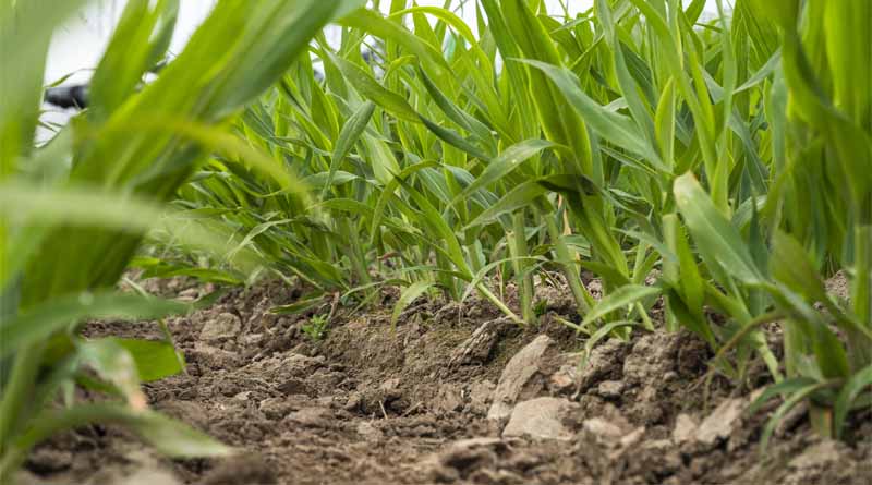 Regenerative Agriculture in Focus at Agritechnica 2025