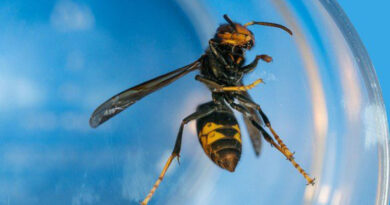 Scientists Deploy Electric Harps And Muzzles To Protect Bees From Asian Hornets In The Swiss Canton Of Jura