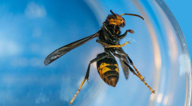 Scientists Deploy Electric Harps And Muzzles To Protect Bees From Asian Hornets In The Swiss Canton Of Jura