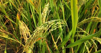 Punjab-Haryana High Court Allows Sale of Notified Hybrid Rice Varieties
