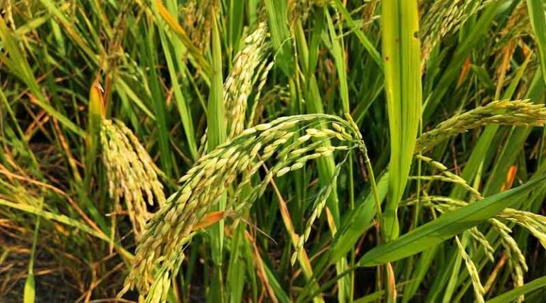 Punjab-Haryana High Court Allows Sale of Notified Hybrid Rice Varieties