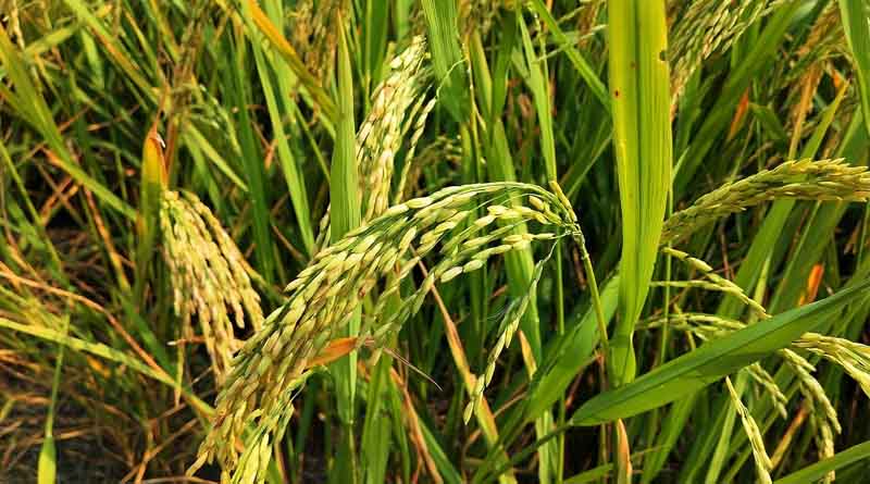 Punjab-Haryana High Court Allows Sale of Notified Hybrid Rice Varieties