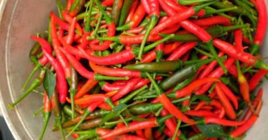 Innovations Advance Bird’s Eye Chili Production in Southeast Asia