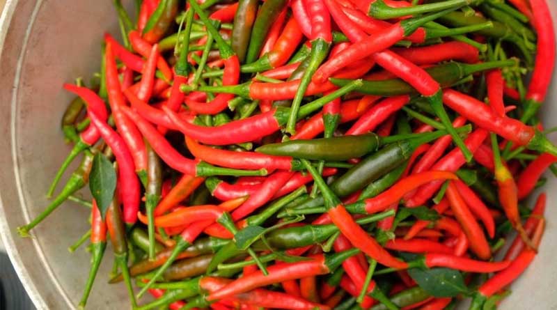 Innovations Advance Bird’s Eye Chili Production in Southeast Asia