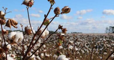 India Temporarily Waives Cotton Import Duties to Stabilize Prices and Support Textile Sector
