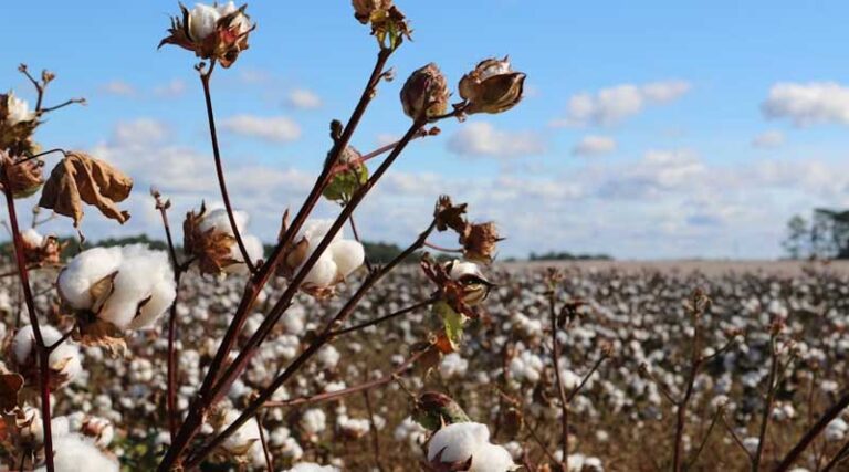 India Temporarily Waives Cotton Import Duties to Stabilize Prices and Support Textile Sector