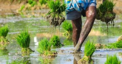 Surge in Nano Fertilizer Demand: Uttar Pradesh and Maharashtra Lead with Record Sales