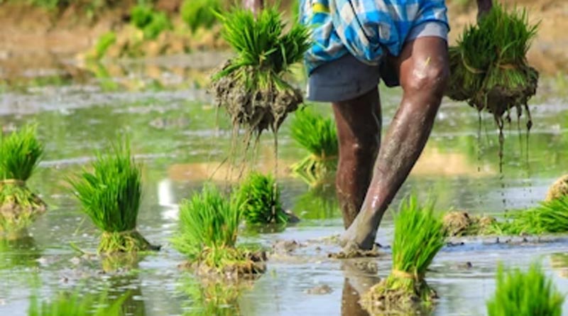Surge in Nano Fertilizer Demand: Uttar Pradesh and Maharashtra Lead with Record Sales
