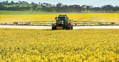 Australia: Fungicide Use May Be Placing Canola Production At Risk