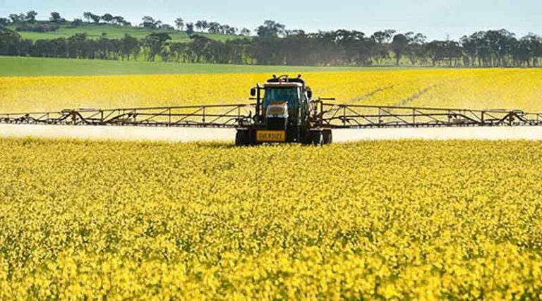 Australia: Fungicide Use May Be Placing Canola Production At Risk