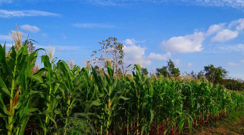 India’s Soybean Production Falls Short of Domestic Needs Despite Record Output