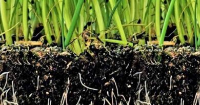 Regenerative Agriculture Highlighted As A Transformative Approach To Ecological Farming And Soil Recovery