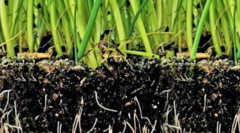 Regenerative Agriculture Highlighted As A Transformative Approach To Ecological Farming And Soil Recovery