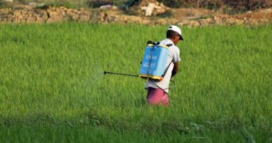 Uttar Pradesh Bans 11 Pesticides on Basmati Rice for 60 Days