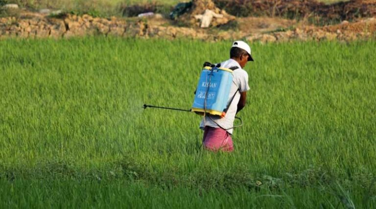Uttar Pradesh Bans 11 Pesticides on Basmati Rice for 60 Days