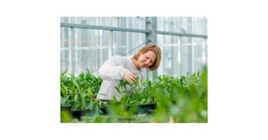 Next Step In Lettuce Aphid Research