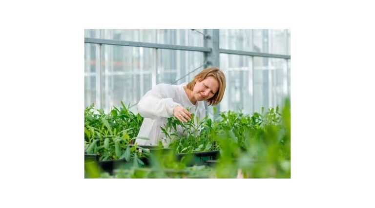 Next Step In Lettuce Aphid Research