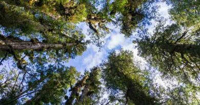 Verra and S&P Global Commodity Insights to Advance Carbon Market Integration with Next-Generation Registry