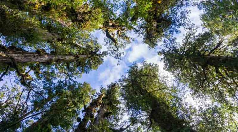 Verra and S&P Global Commodity Insights to Advance Carbon Market Integration with Next-Generation Registry
