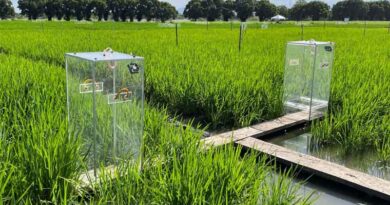 IRRI and Partners Convene Global Multi-Stakeholder Workshop To Streamline GHG Measurement And Modelling Methodologies In Rice Systems