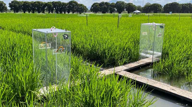 IRRI and Partners Convene Global Multi-Stakeholder Workshop To Streamline GHG Measurement And Modelling Methodologies In Rice Systems