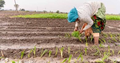 Maize Gains Substantially at the Cost of Soybean in Kharif 2025