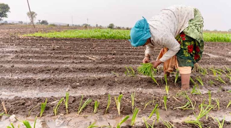 Maize Gains Substantially at the Cost of Soybean in Kharif 2025