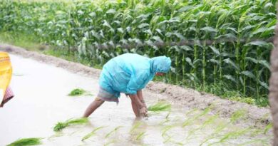 Kharif Crop Area Coverage in India Shows Strong Growth in Rice and Maize, Soybean and Cotton See Decline