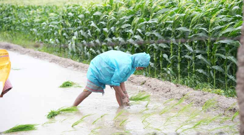 Kharif Crop Area Coverage in India Shows Strong Growth in Rice and Maize, Soybean and Cotton See Decline