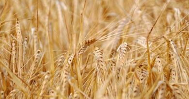Government of India to Tighten Wheat Stock Checks to Prevent Artificial Scarcity