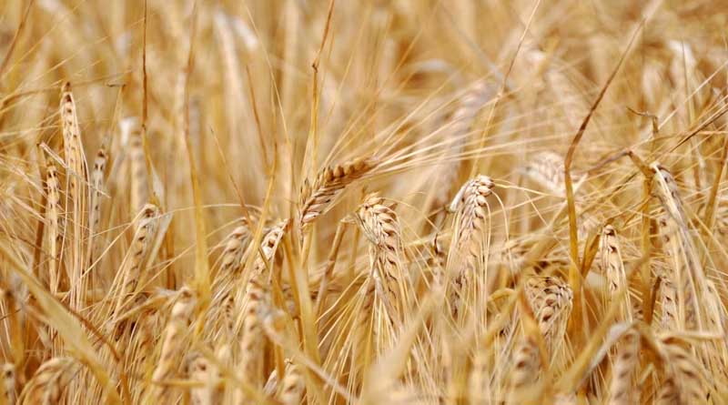 Government of India to Tighten Wheat Stock Checks to Prevent Artificial Scarcity