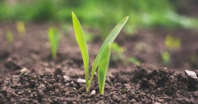 Healthy Soils, Healthy Future: Why Soil Microbiome Management is the Key to Resilient Farming