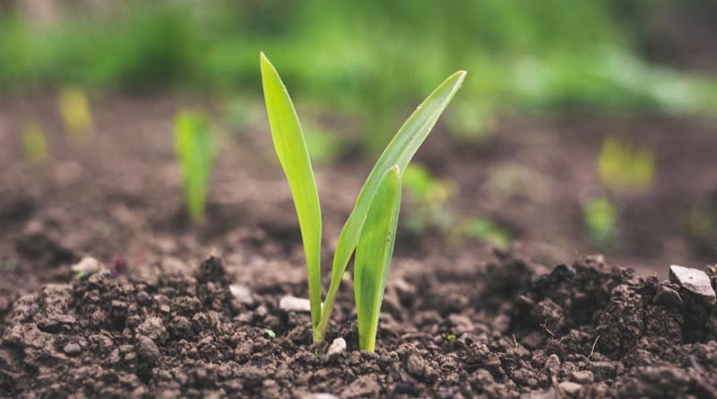 Healthy Soils, Healthy Future: Why Soil Microbiome Management is the Key to Resilient Farming