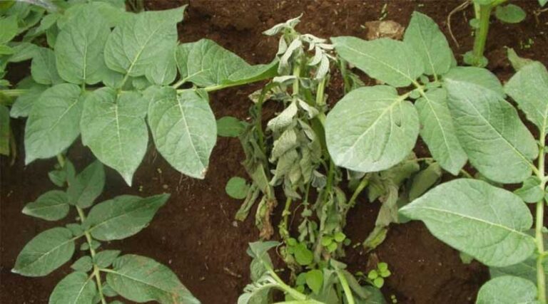 How Plants are Learning to Spot Sneaky Bacterial Invadersa
