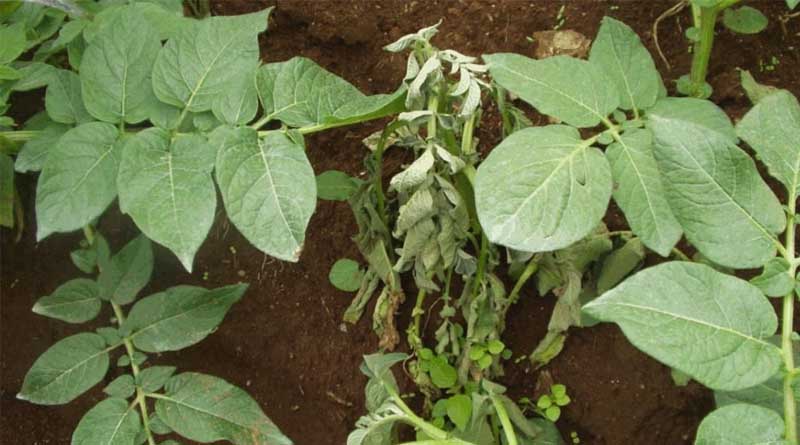 How Plants are Learning to Spot Sneaky Bacterial Invadersa