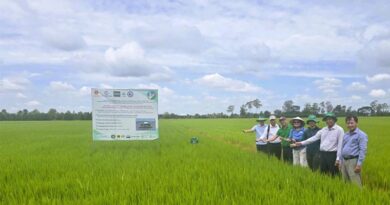 USDA and IRRI mission advances Fertilize Right for sustainable rice farming in Vietnam
