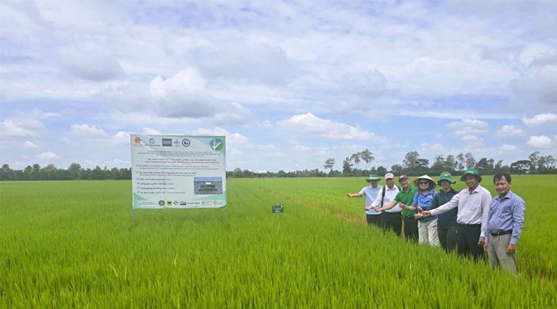 USDA and IRRI mission advances Fertilize Right for sustainable rice farming in Vietnam